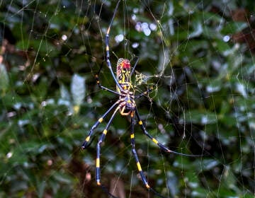 The joro spider, a large spider native to East Asia, is seen in Johns Creek, Ga., on Sunday, Oct. 24, 2021. The spider has spun its thick, golden web on power lines, porches and vegetable patches all over north Georgia this year – a proliferation that has driven some unnerved homeowners indoors and prompted a flood of anxious social media posts