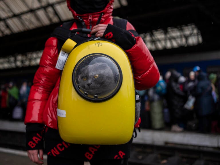 A Ukrainian girl and her cat wait at the platform inside Lviv railway station in Ukraine on Sunday. An international cat federation is banning Russian cats from its competitions for the next three months over its invasion of Ukraine. (Bernat Armangue/AP)