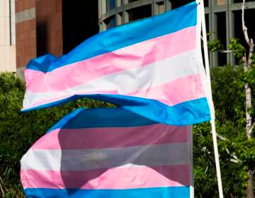 Trans pride flags flutter in the wind at a gathering to celebrate International Transgender Day of Visibility