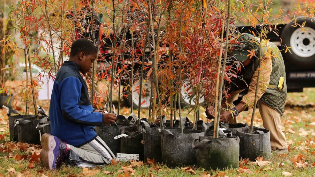 A young person is seen kneeling in front of free trees at a giveaway event