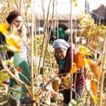 Two people are seen among trees at a TreePhilly giveaway.