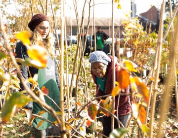 Two people are seen among trees at a TreePhilly giveaway.