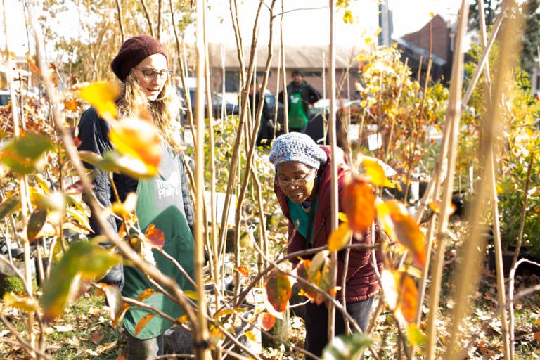 Two people are seen among trees at a TreePhilly giveaway.