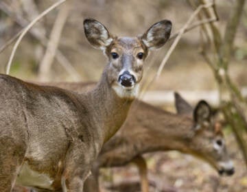 Two white-tailed deer forage in Pennsylvania's Wyomissing Parklands. At the end of 2021, researchers swabbed the noses of 93 dead deer from across the state. Nearly 20% tested positive for COVID. (Ben Hasty/MediaNews Group/Reading Eagle via Getty Images)