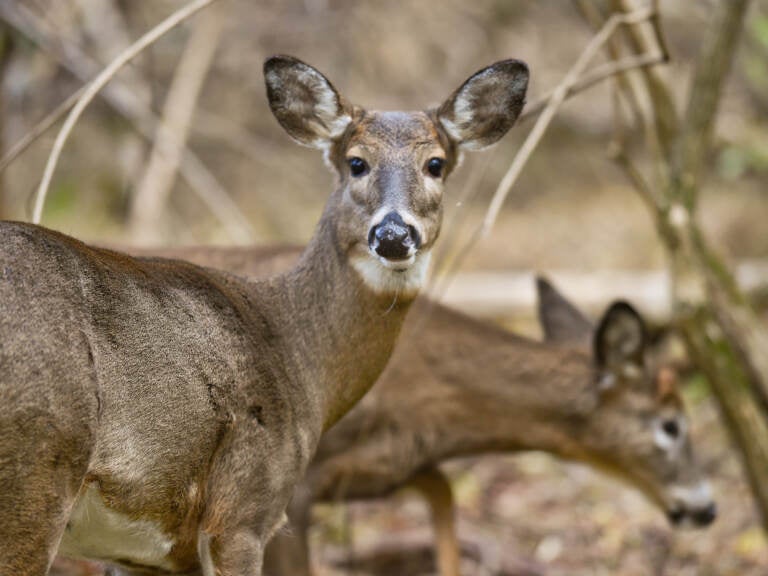 Two white-tailed deer forage in Pennsylvania's Wyomissing Parklands. At the end of 2021, researchers swabbed the noses of 93 dead deer from across the state. Nearly 20% tested positive for COVID. (Ben Hasty/MediaNews Group/Reading Eagle via Getty Images)