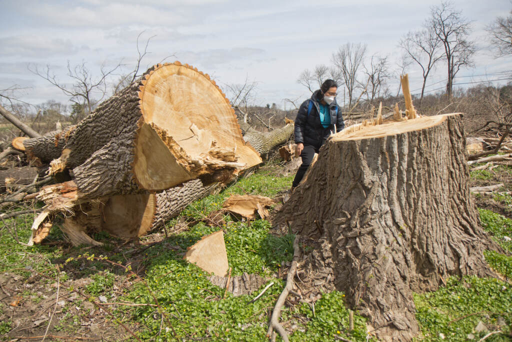 Shereen Chang, a concerned resident of the Cobbs Creek neighborhood, inspects a tree that cut down as part of the Cobbs Creek Revitalization project.