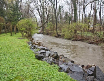 Wetlands around the Tookany Creek in Elkins Park, Pa. (Kimberly Paynter/WHYY) Wetlands around the Tookany Creek in Elkins Park, Pa. (Kimberly Paynter/WHYY)