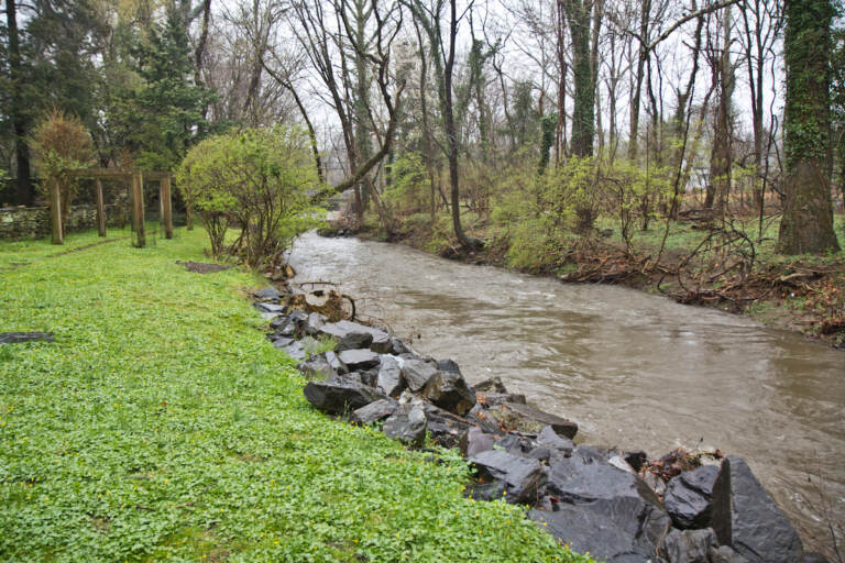 Wetlands around the Tookany Creek in Elkins Park, Pa. (Kimberly Paynter/WHYY)