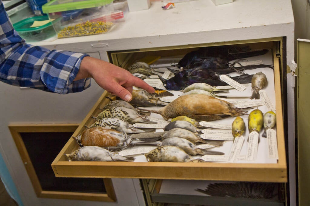 A number of birds who died crashing into buildings are shown in a lab at Drexel University, where they are being studied.