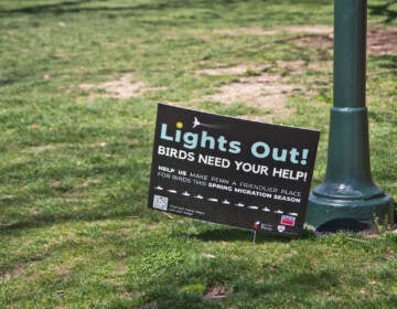 A sign reads Lights Out! on a green lawn.