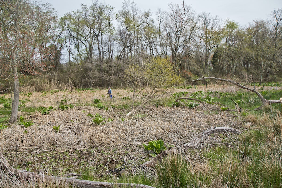 Kristen Meistrell, Stewardship project director (right) of New Jersey Audubon returns bog turtles that made an appearance at a press conference to their home in wetlands on a local farm. (Kimberly Paynter/WHYY)