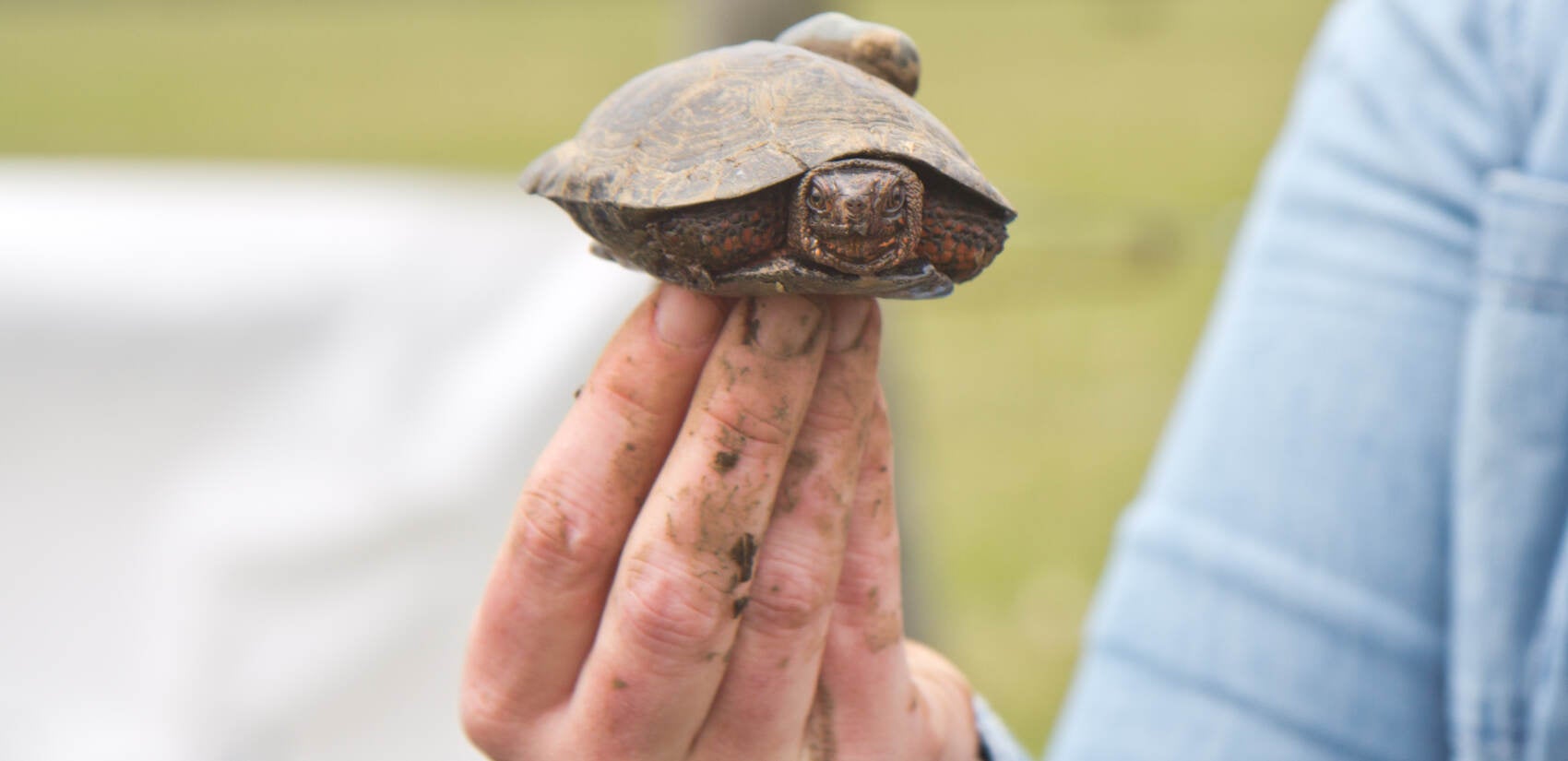 A closeup of a bog turtle
