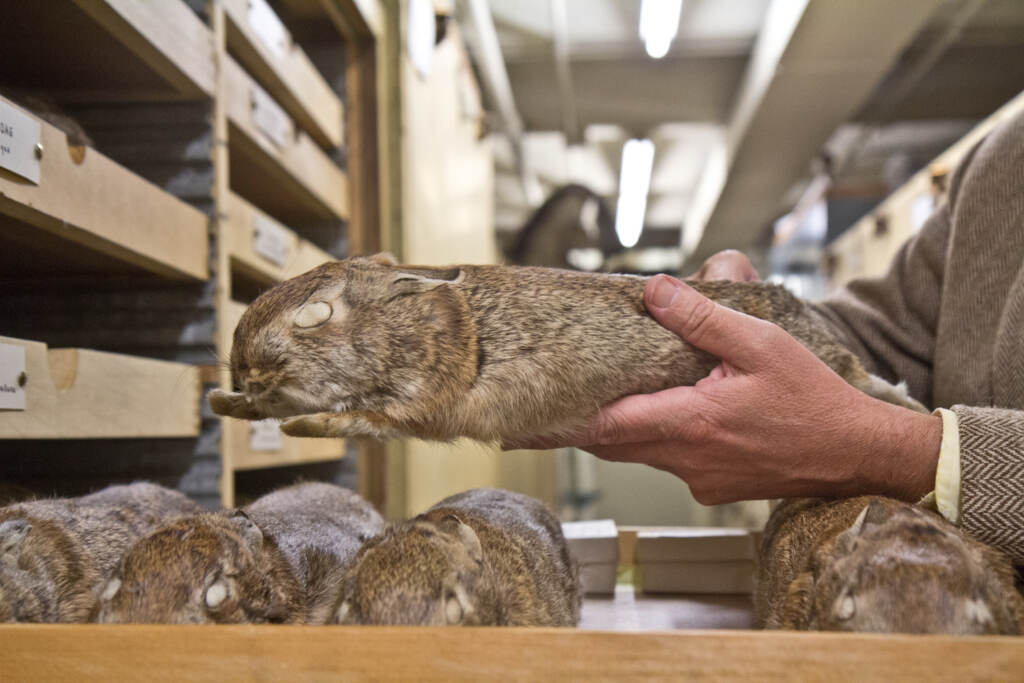 Ted Daeschler, a curator and paleontologist at the Academy of Natural Sciences in Philadelphia, holds a rabbit specimen collected from Luzerne County in Pennsylvania to study the effects of proximity to a nuclear power plant. (Kimberly Paynter/WHYY)