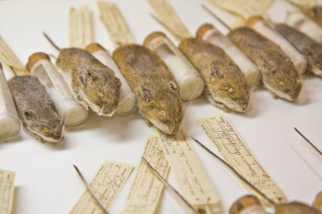 A collection of mice across time in the New Jersey and Pennsylvania region at the Academy of Natural Sciences in Philadelphia. (Kimberly Paynter/WHYY)