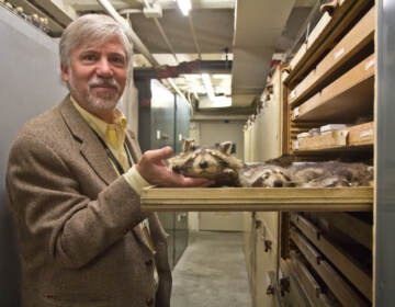 Ted Daeschler, a curator and paleontologist at the Academy of Natural Sciences in Philadelphia, holds a raccoon specimen from the collection. DNA samples from specimens can answer questions about environments in history. (Kimberly Paynter/WHYY)