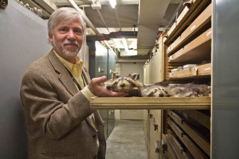 Ted Daeschler, a curator and paleontologist at the Academy of Natural Sciences in Philadelphia, holds a raccoon specimen from the collection. DNA samples from specimens can answer questions about environments in history. (Kimberly Paynter/WHYY)