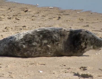 Officials say the seal pup has come onto the sand at the end of Collins Avenue for the last several days. (6abc)