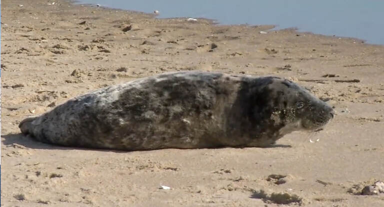 Officials say the seal pup has come onto the sand at the end of Collins Avenue for the last several days. (6abc)