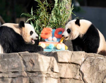 Giant pandas Mei Xiang (left) and her cub Xiao Qi Ji eat a fruitsicle cake in celebration of the Smithsonian's National Zoo and Conservation Biology Institute, 50 years of achievement in the care, conservation, breeding and study of giant pandas at The Smithsonian's National Zoo in Washington, Saturday, April 16, 2022. (AP Photo/Jose Luis Magana)