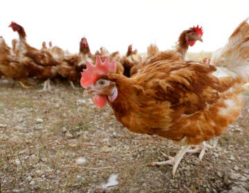 Upclose photo of a chicken walking along.