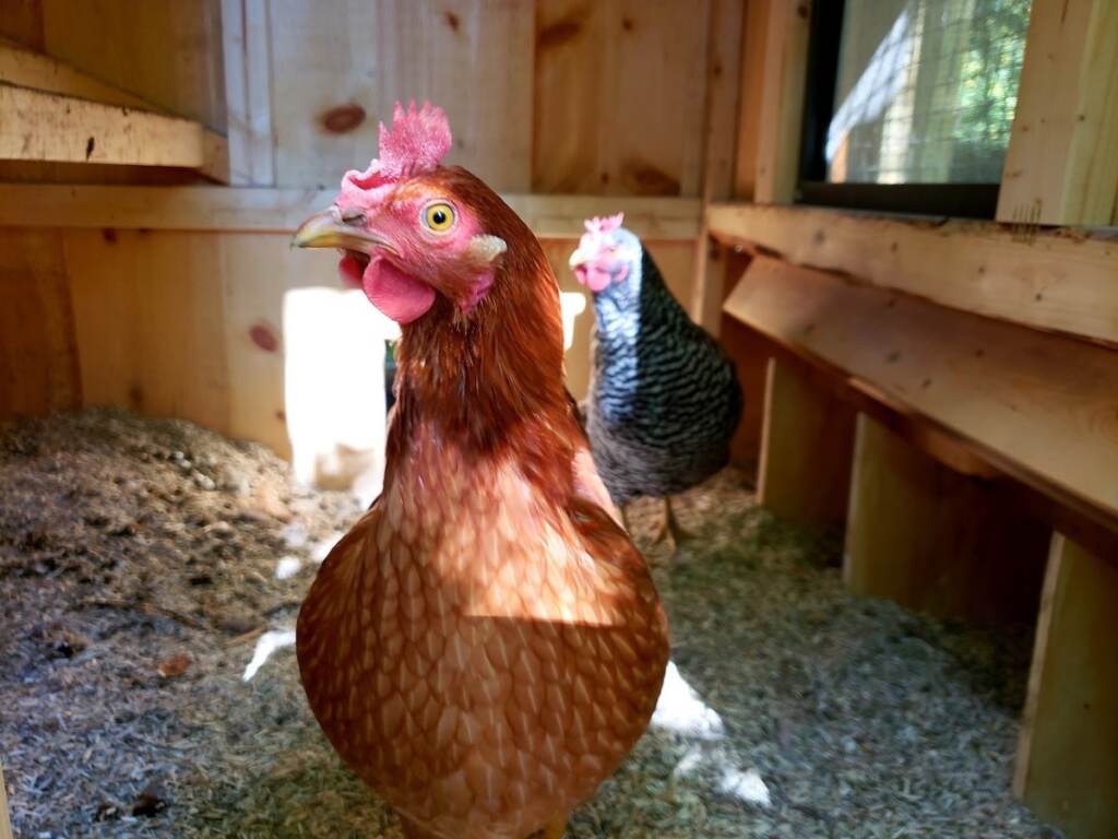 An up-close portrait of a chicken.
