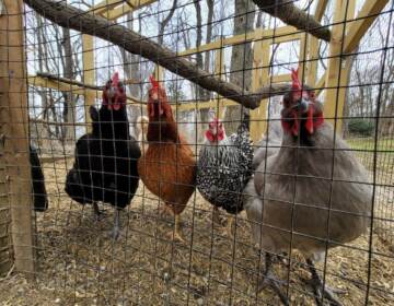 Four chickens look at the camera from behind a fence.