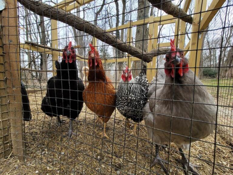 Four chickens look at the camera from behind a fence.