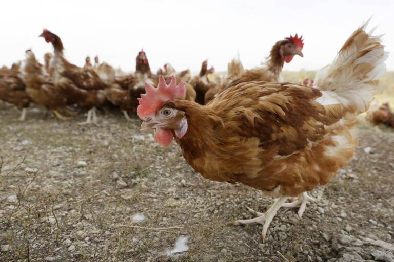 In this Oct. 21, 2015, file photo, cage-free chickens walk in a fenced pasture at an organic farm near Waukon, Iowa. (Charlie Neibergall / AP Photo)