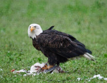 Waterfowl and the raptors that dine on them, like this bald eagle and snow goose, have both been killed by the new bird flu virus. (Jeff Goulden/Getty Images)