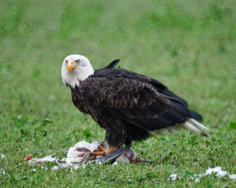 Waterfowl and the raptors that dine on them, like this bald eagle and snow goose, have both been killed by the new bird flu virus. (Jeff Goulden/Getty Images)