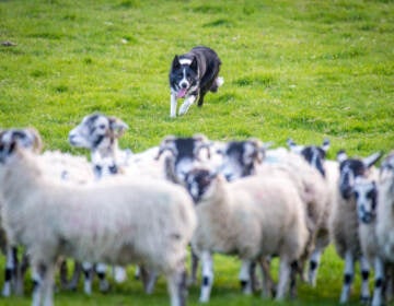 A border collie in northern England chases after a flock of sheep to herd them. A new study finds that only about 9% of the variation in an individual dog's behavior can be explained by its breed. (Edwin Remsberg/Getty Images)