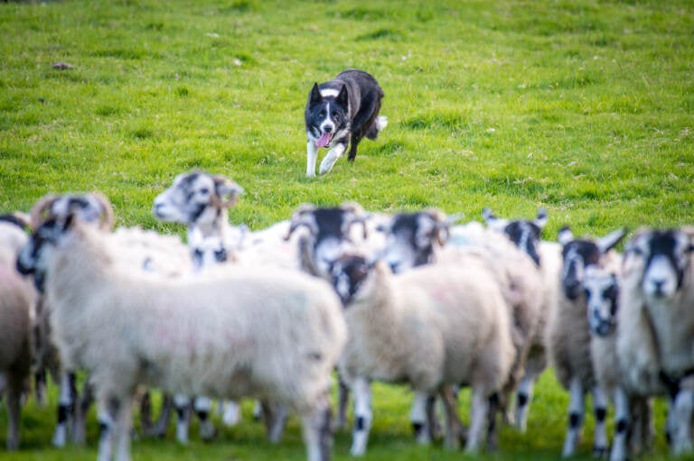 A border collie in northern England chases after a flock of sheep to herd them. A new study finds that only about 9% of the variation in an individual dog's behavior can be explained by its breed. (Edwin Remsberg/Getty Images)
