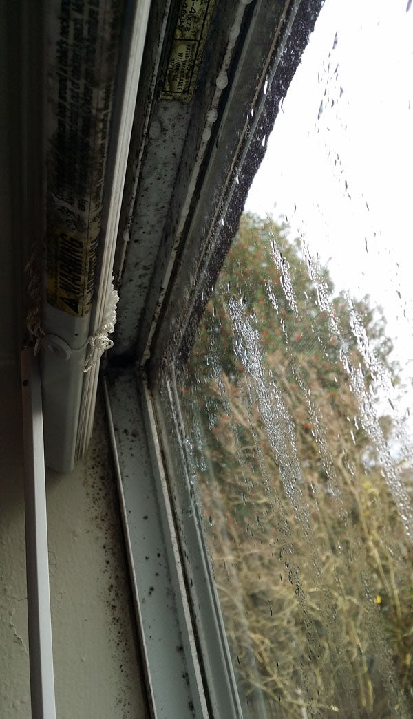 In rainy Washington state, weak laws squash tenants’ rights to mold