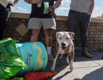 A dog stands next to an Easter 