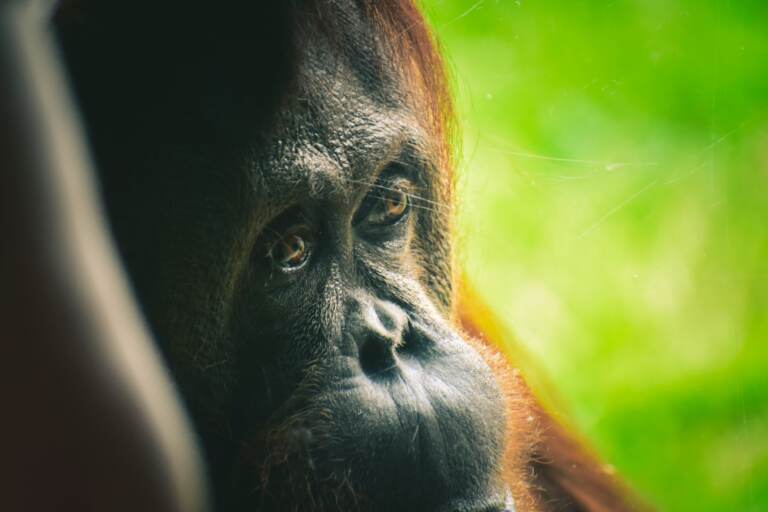 orangutang in Close-up Photography