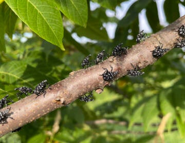 Spotted lanternfly nymphs COURTESY PENN STATE EXTENSION MONTGOMERY COUNTY