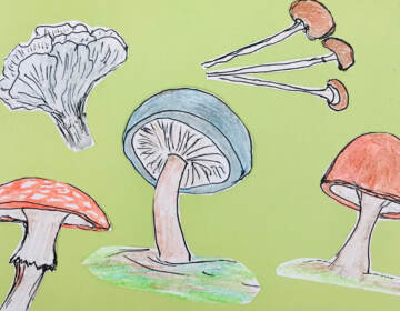 An illustration of mushrooms