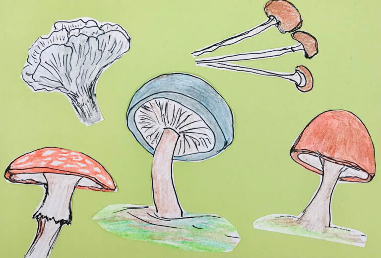 An illustration of mushrooms