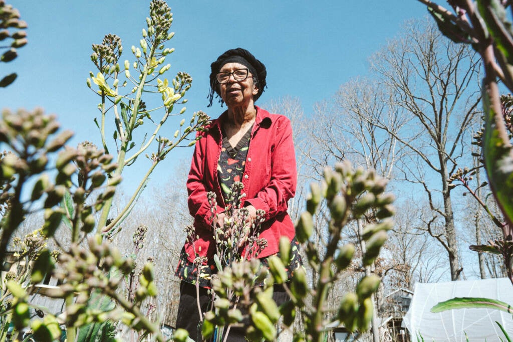 Collards have to vernalize — experience the cold of winter — to produce seeds. Here, Ira Wallace inspects a small patch of collards that have entered the seed-producing stage of life at Acorn Community Farm in central Virginia.