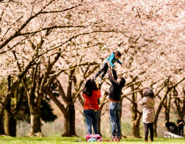 People photographs beneath the cherry blossoms at the Fairmount Park Horticulture Center in Philadelphia, Friday, April 8, 2022. (AP Photo/Matt Rourke)