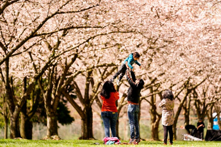 People photographs beneath the cherry blossoms at the Fairmount Park Horticulture Center in Philadelphia, Friday, April 8, 2022. (AP Photo/Matt Rourke)