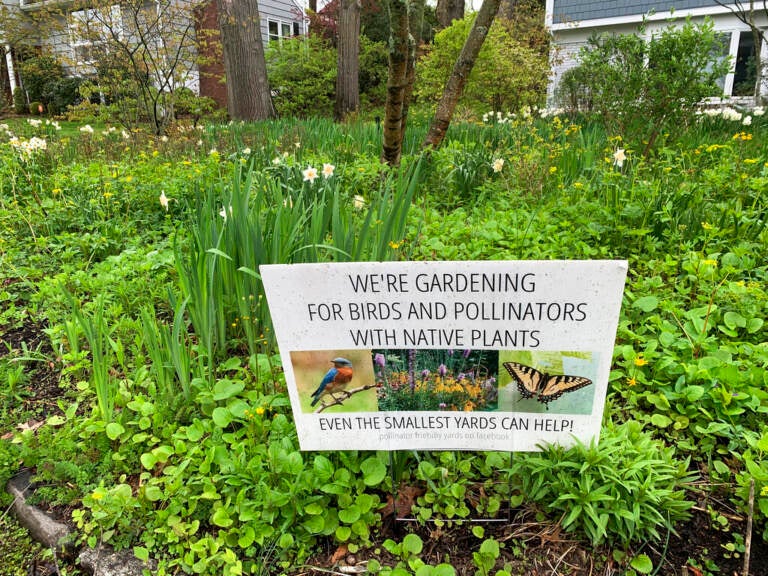 A front yard in Westchester County, N.Y., pictured on May 4, 2022, has been converted from lawn to pollinator-friendly, native plants. (AP Photo/Julia Rubin)