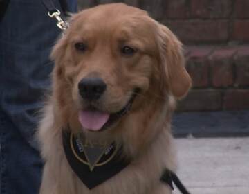 Picture of a golden retriever.