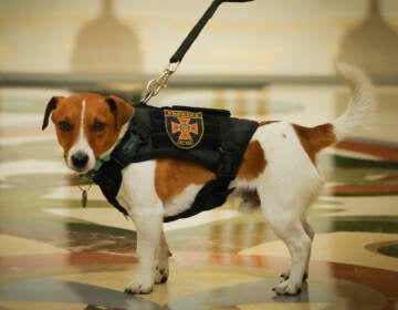 Patron poses at an award ceremony in Kyiv, Ukraine on Sunday. The Jack Russell terrier is credited with detecting more than 200 Russian explosive devices since the start of the war. (Efrem Lukatsky/AP)