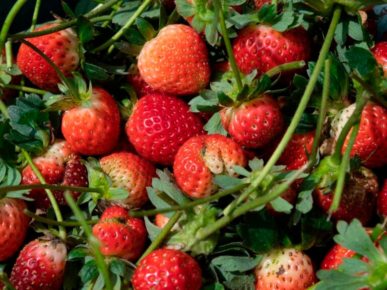 Newly harvested strawberries on October 7, 2020. (YURI CORTEZ/AFP via Getty Images)