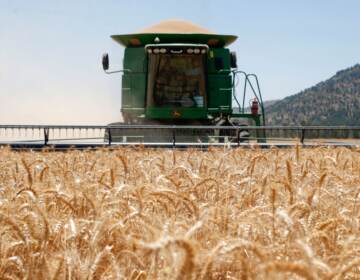 A Combine harvesting machine reaps wheat in a field of the Hula valley near the town of Kiryat Shmona in the north of Israel on May 22, 2022. Wheat prices have soared in recent months, driven by the war in Ukraine and a crippling heat wave in India. (Jalaa Marey/AFP via Getty Images)