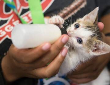 An up-close view of a newborn kitten being hand fed a bottle.
