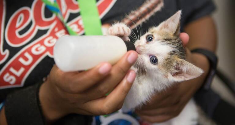 An up-close view of a newborn kitten being hand fed a bottle.