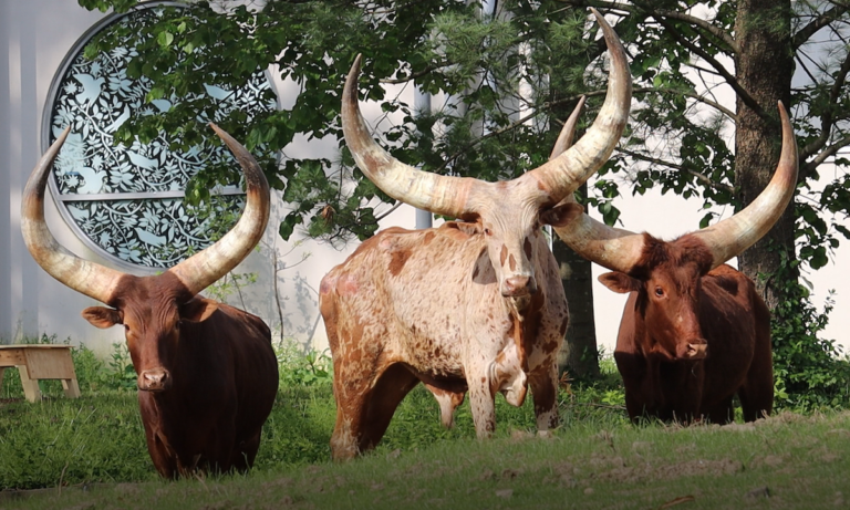 Three Ankole cattle are seen at the Philly zoo