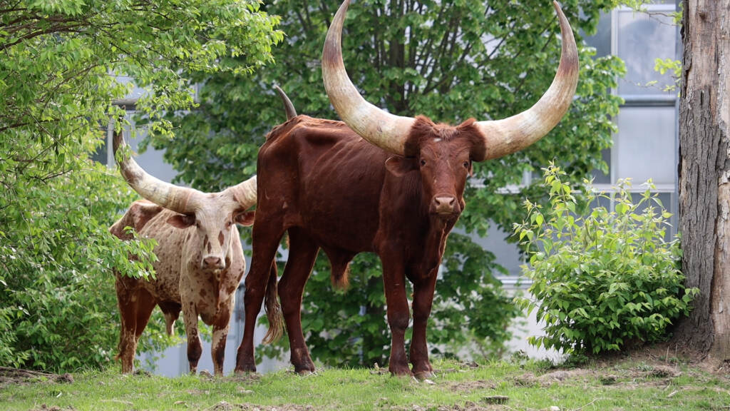 Three Ankole cattle are seen at the Philly zoo